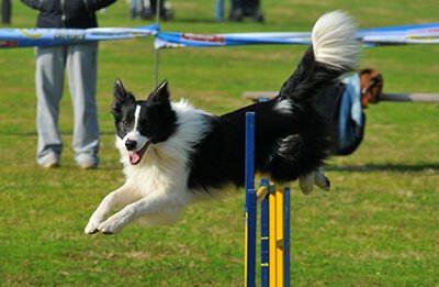 Photo of Dog Agility Dog Sports