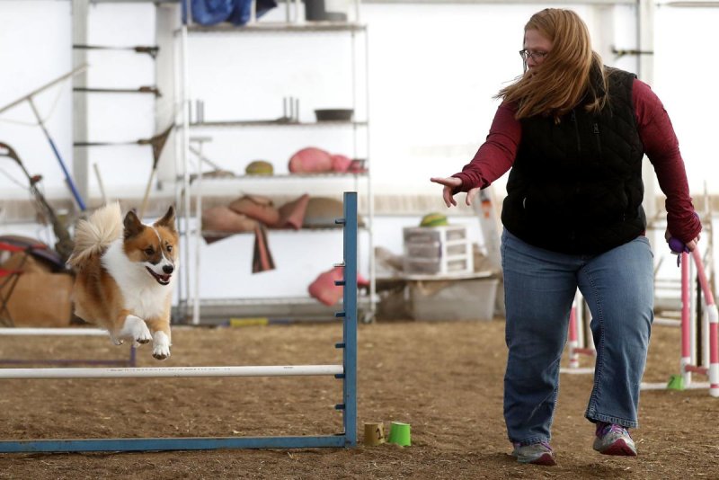 Billings Gazette Story Dog Sports