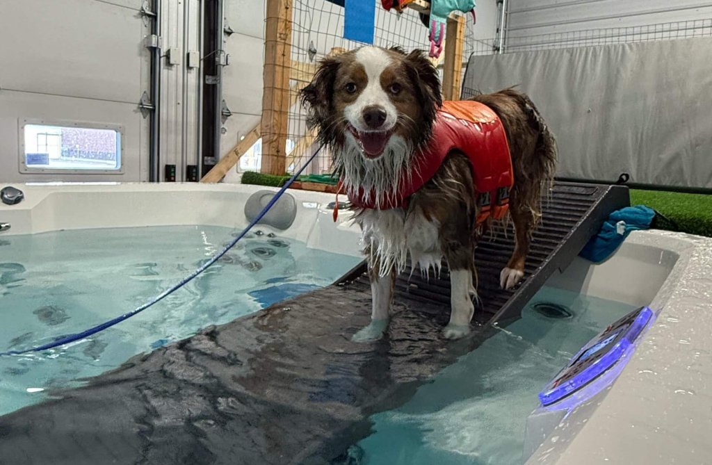 Photo of Dock Diving Dog Sports