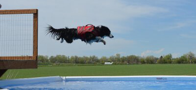 Photo of Dock Diving